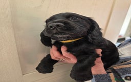 Cocker Spaniel dogs for sale: LAST BOY REMAINING REDUCED kc reg! Cocker spaniel - Image 21