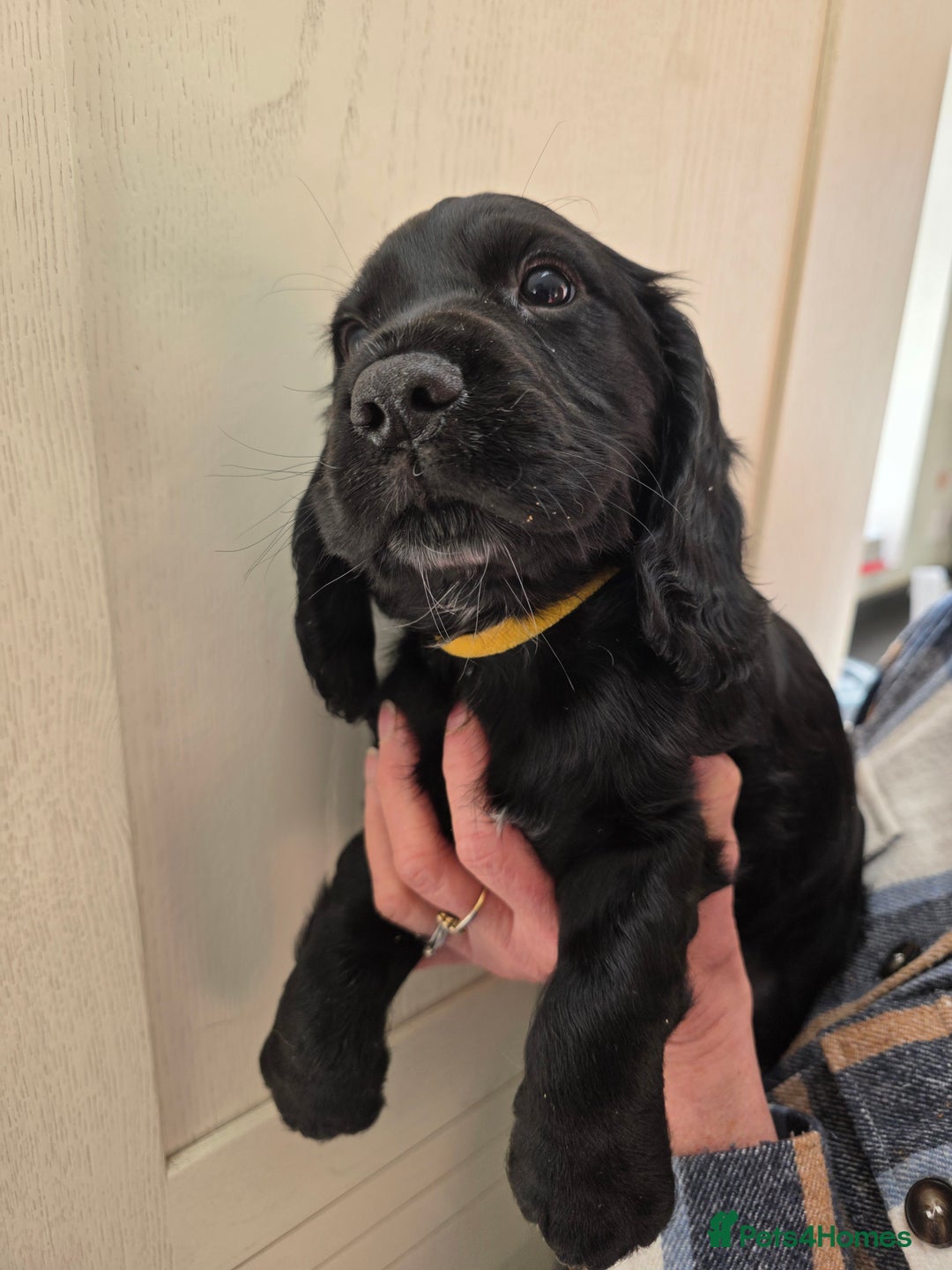 Cocker Spaniel dogs for sale: LAST BOY REMAINING REDUCED kc reg! Cocker spaniel - Image 21