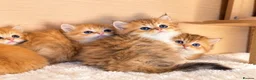 British Longhair cats for sale: BLH Golden Shaded Kittens Looking4 Forever Homes - Advert 2