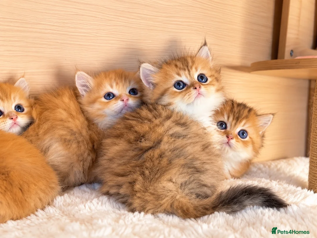 British Longhair cats for sale: BLH Golden Shaded Kittens Looking4 Forever Homes - Advert 2