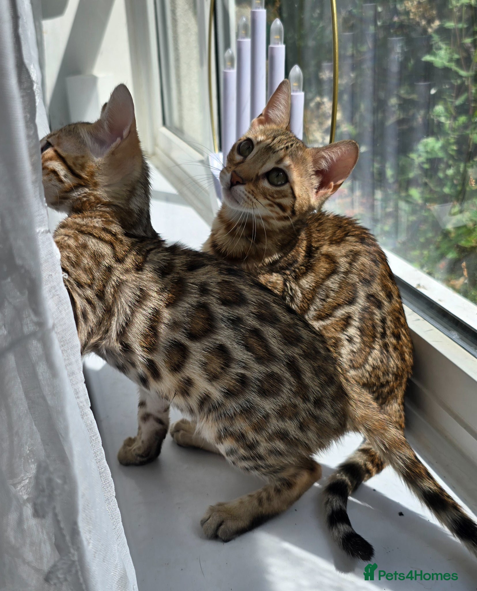 Bengal cats READY NOW..Just 2 girls left - Advert 7