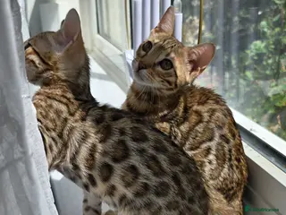 Bengal cats READY NOW..Just 2 girls left - Advert 7