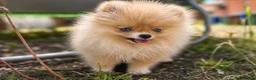 Pomeranian dogs for sale: Super Tiny Boy Orange Sable - Advert 1