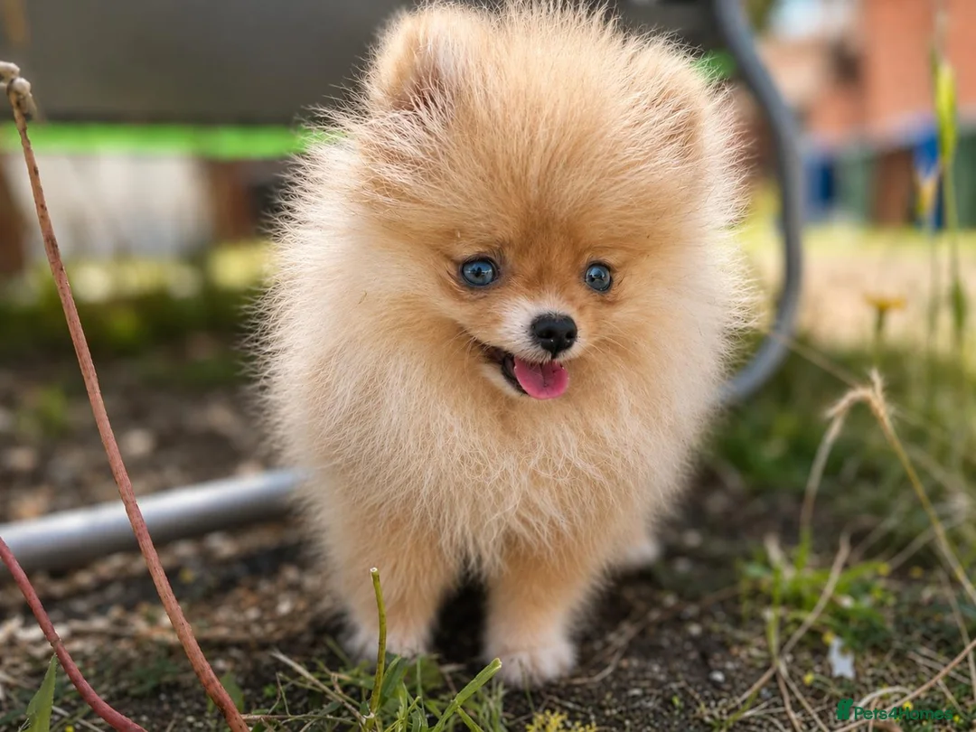 Pomeranian dogs for sale: Super Tiny Boy Orange Sable - Advert 1