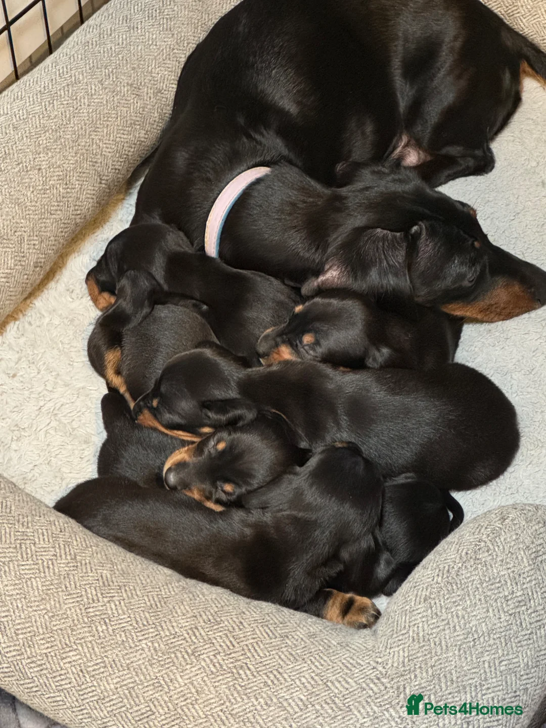 Miniature Dachshund dogs for sale: 6 mini Dachshund Puppies for Sale - Advert 1