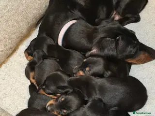 Miniature Dachshund dogs 6 mini Dachshund Puppies for Sale - Advert 3
