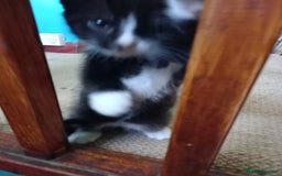 Bengal cats for sale: 7 week old kittens  - Image 14