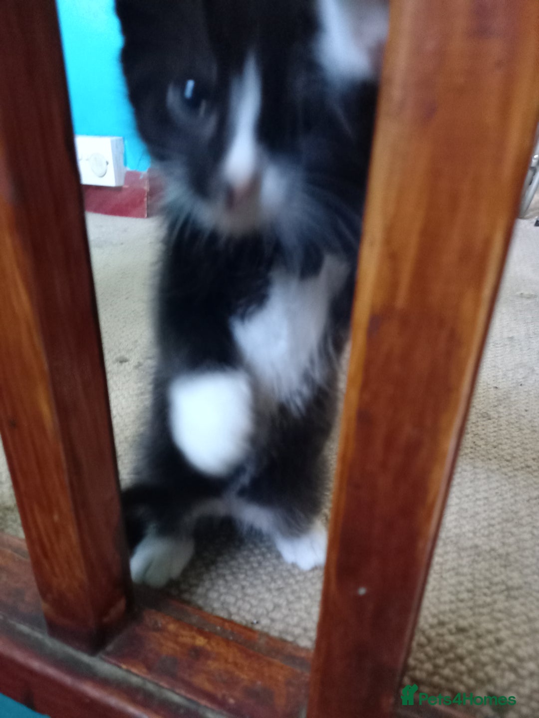 Bengal cats for sale: 7 week old kittens  - Image 14