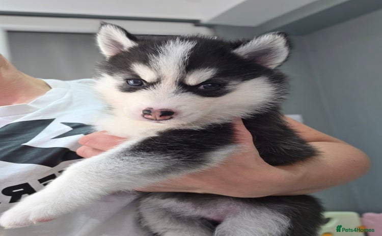 Pomsky dogs - Advert 3