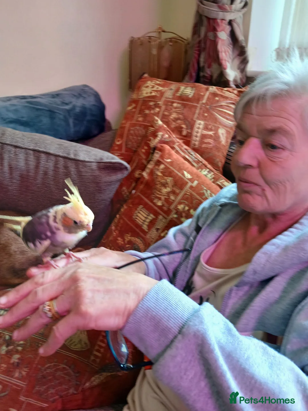 Cockatiels birds for sale: Hand reared cockatiel from 3 weeks old  in Ellesmere Port - Advert 1