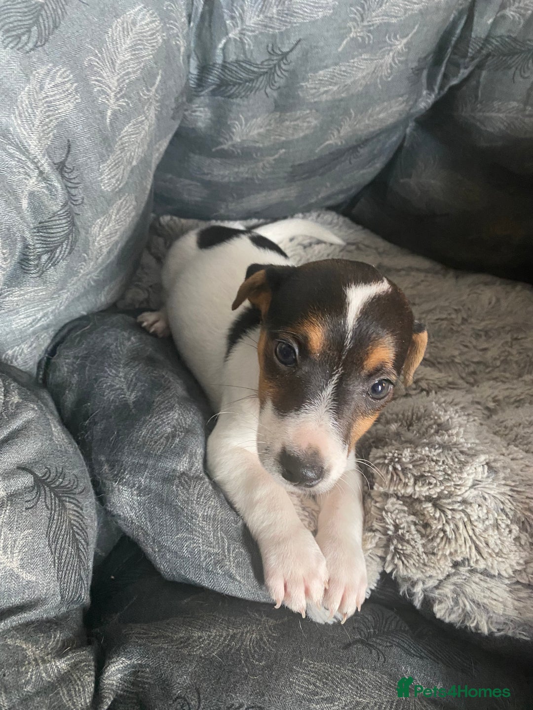 Jack Russell dogs for sale: Piper - Image 3