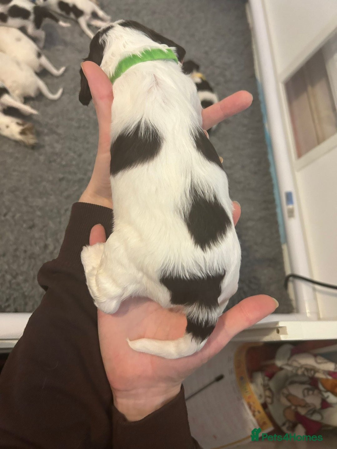 English Springer Spaniel dogs for sale: Adorable Springer Spaniel Puppies - Image 35