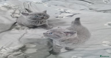 British Shorthair cats - Advert 10