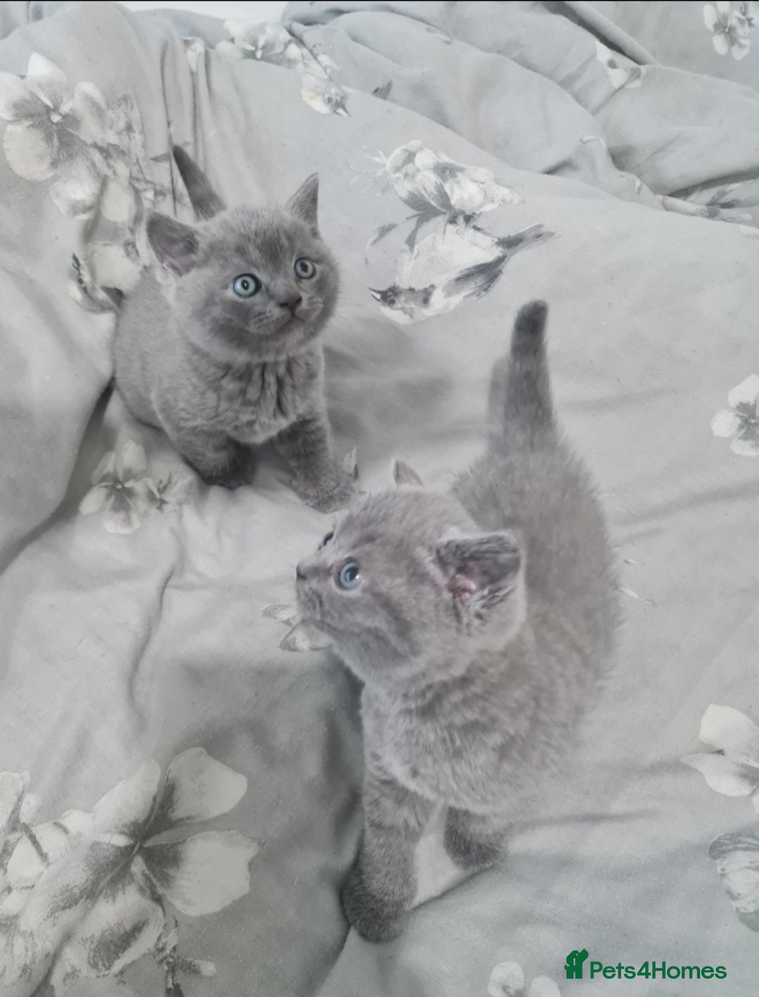 British Shorthair cats for sale: British Shorthair Kittens  - Image 2