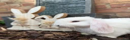 Mini Lop rabbits for sale: Minilops Males  - Advert 2