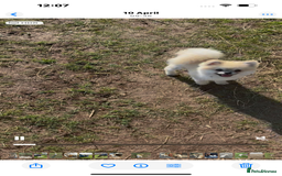 Pomeranian dogs for stud: Pomeranian Stud 1yr - Image 7