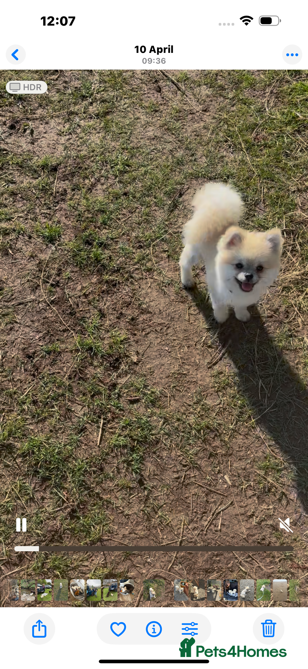 Pomeranian dogs for stud: Pomeranian Stud 1yr - Image 7