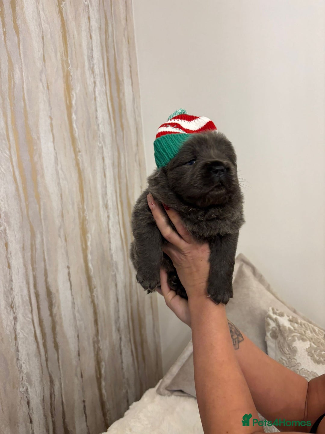 Chow Chow dogs for sale: KC reg chow chows ready to leave 24 dec! REDUCED - Advert 9