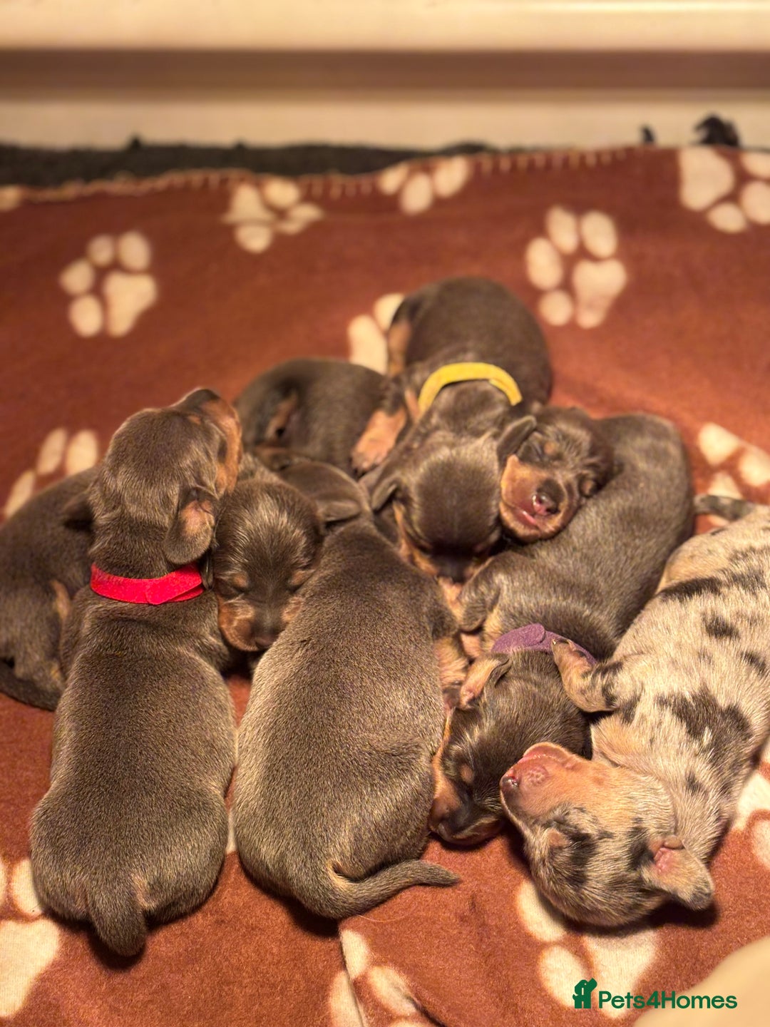 Miniature Dachshund dogs for sale: Blue & Tan Miniature Dachshund  - Advert 7