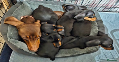 Miniature Dachshund dogs - Advert 3