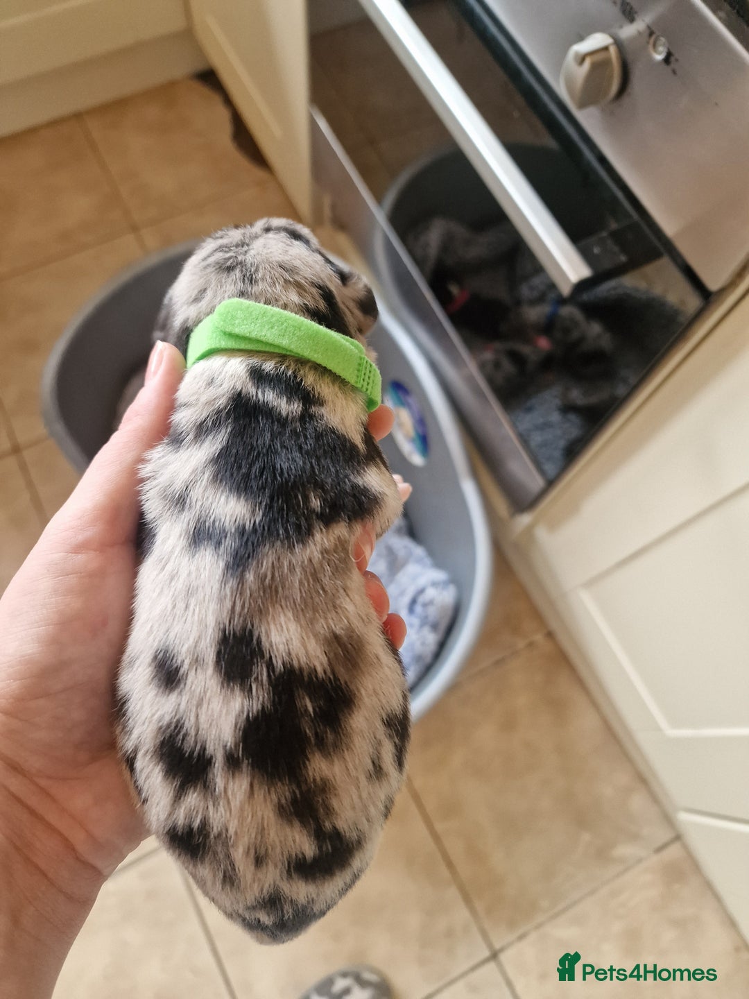 Mixed Breed dogs for sale: Kelpie x Collie Puppies  - Image 2
