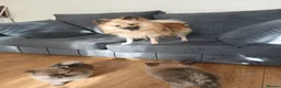 Pomeranian dogs for sale: Beautiful Pomeranian puppies 900 - Advert 2