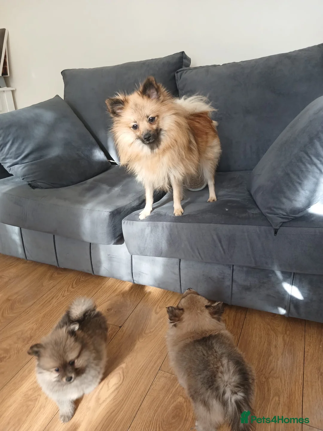 Pomeranian dogs for sale: Beautiful Pomeranian puppies 900 - Advert 2