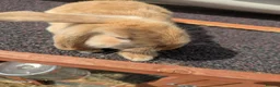 Mini Lop rabbits for sale: Mini lops  - Advert 10