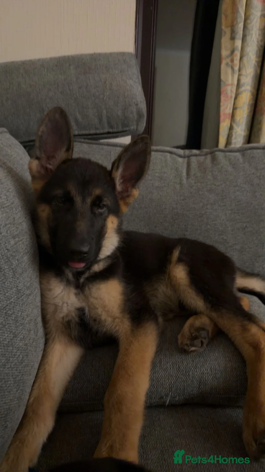 Mixed Breed dogs for sale: Labs and rottie pups  - Advert 2