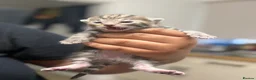 Savannah cats for sale: 5 Beautiful Kittens For SALE - Advert 18