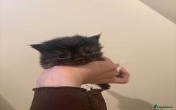 Persian cats for sale: 5 little Persian x boys - Image 11