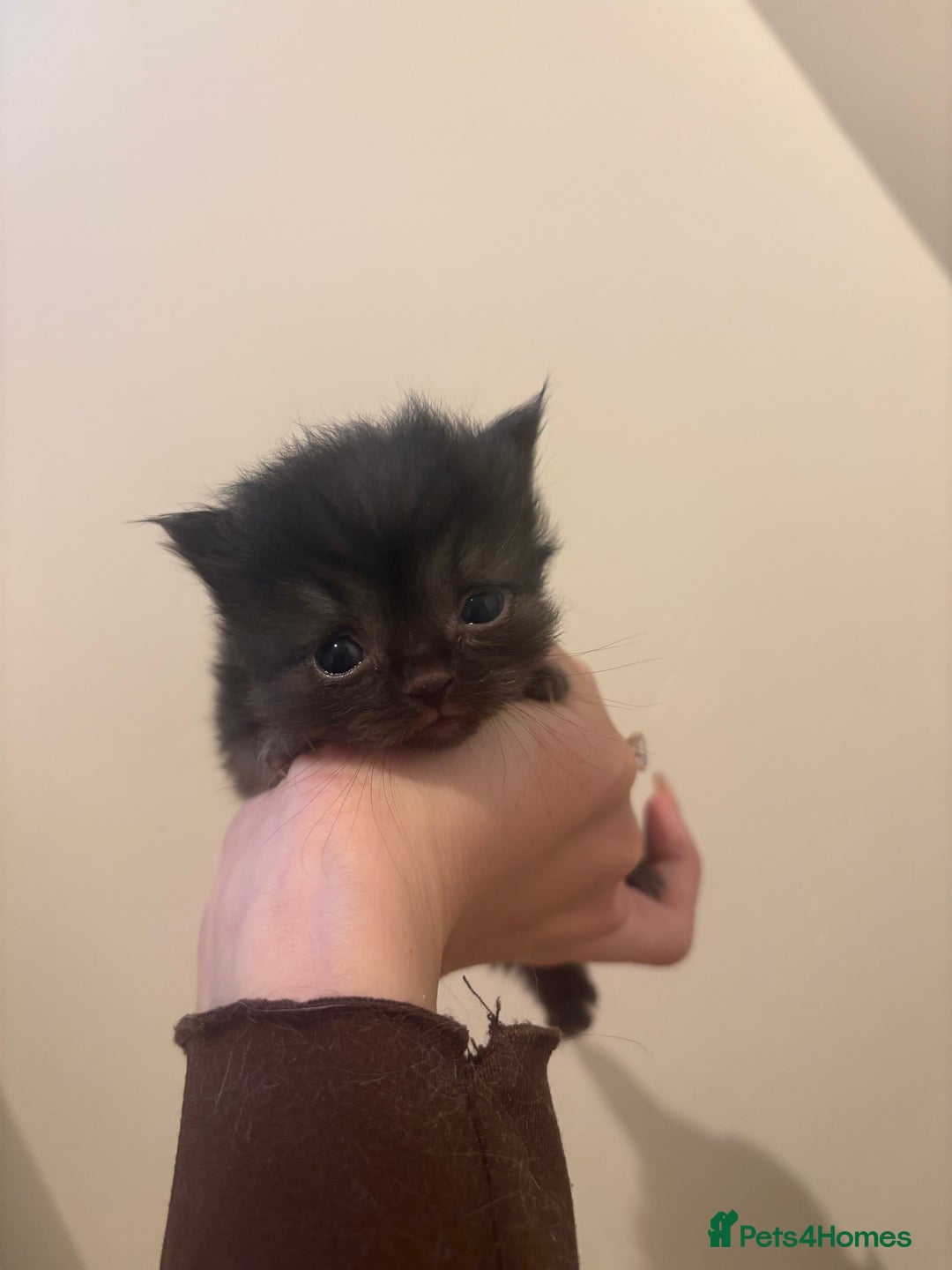 Persian cats for sale: 5 little Persian x boys - Image 11
