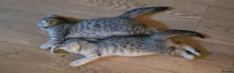 British Shorthair cats for sale: kittens looking for forever family  - Advert 28