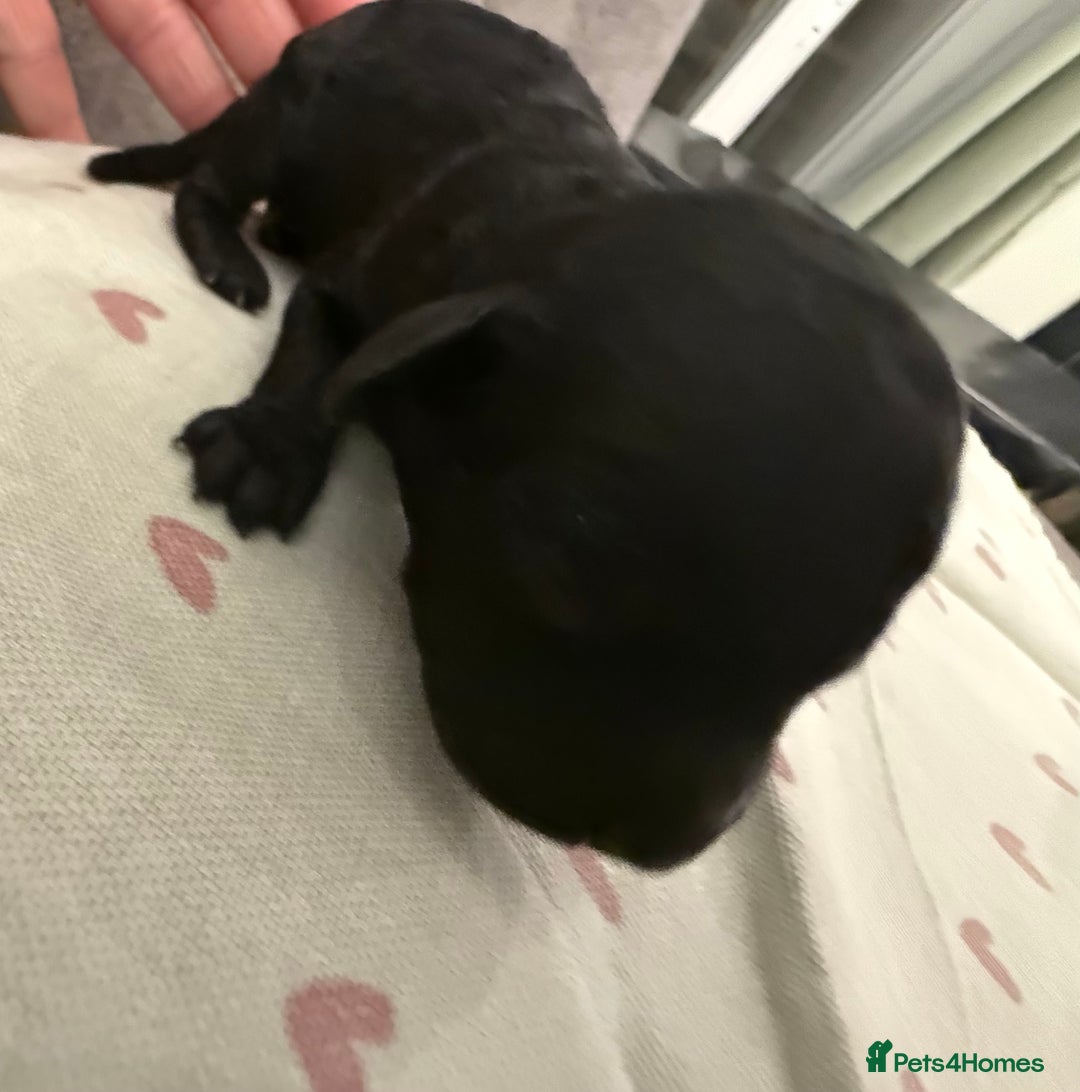 Mixed Breed dogs for sale: Australian Labradoodle Pups. READY 30th October  - Image 23