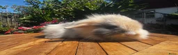 Mixed Breed rabbits for sale: Beautiful boys and girls looking for forever homes - Advert 4