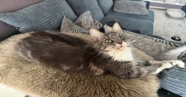 Maine Coon cats - Advert 4