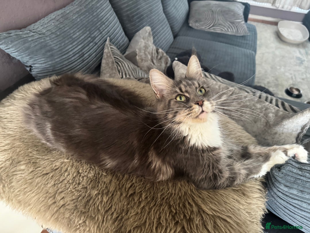 Maine Coon cats for sale: Female Maine coon  - Image 3
