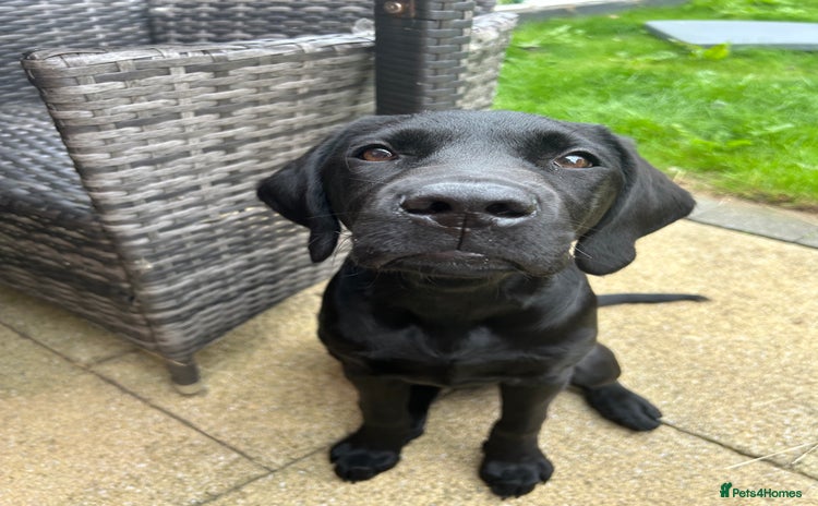 Labrador Retriever dogs - Advert 9