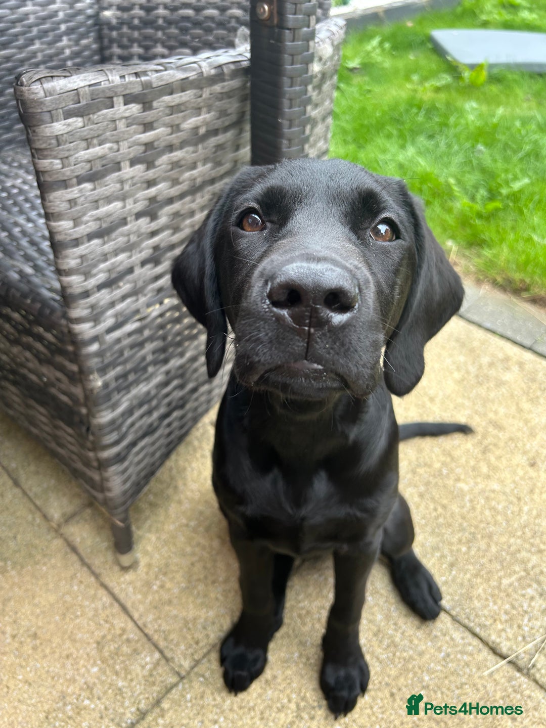 Labrador Retriever dogs for sale: Labradoor black 6months (Female) - Image 1