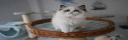 Ragdoll cats for sale: TICA registered kitten  - Advert 5