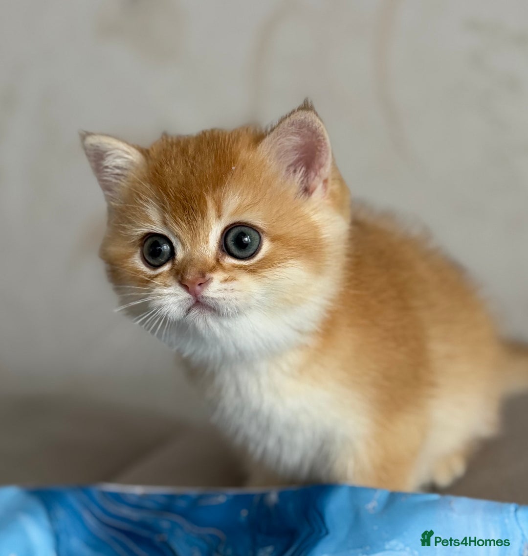 British Shorthair cats for sale: 🌟 Last two beautiful  Golden BSH girls 🌟 - Advert 26