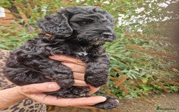 Cockapoo dogs for sale: VANASUZE SHOW TYPE F1b COCKAPOOS - Image 13