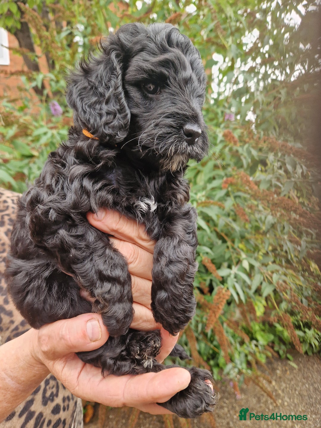 Cockapoo dogs for sale: VANASUZE SHOW TYPE F1b COCKAPOOS - Image 13