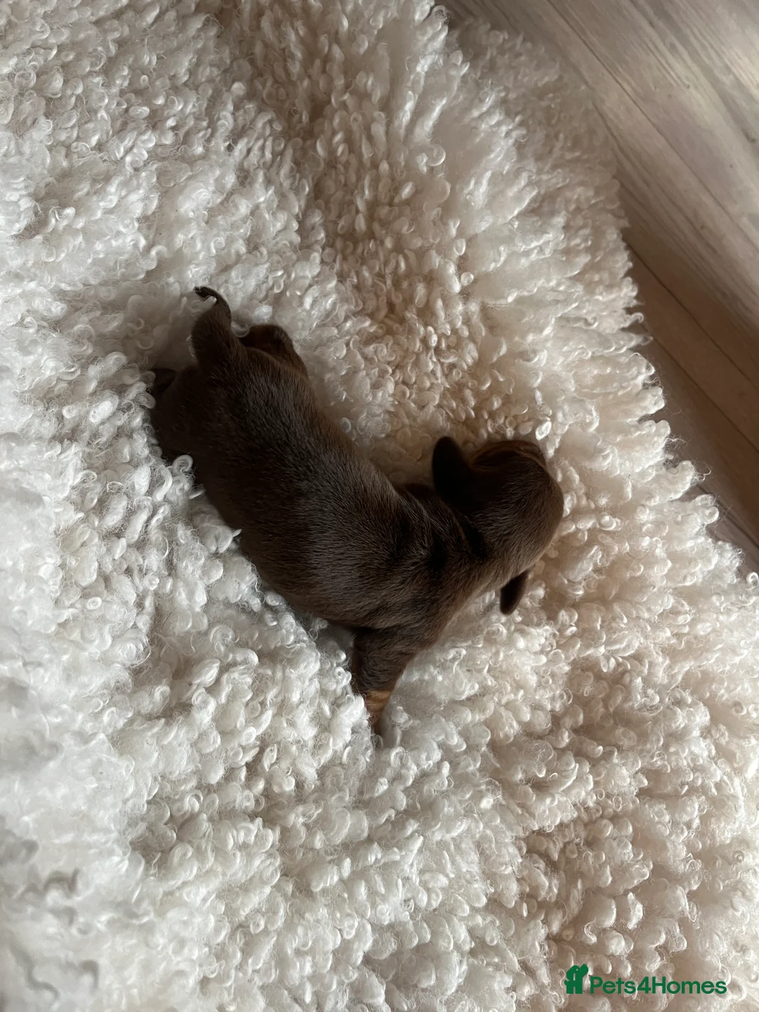 Miniature Dachshund dogs for sale: Miniature dachshunds for sale  - Advert 5