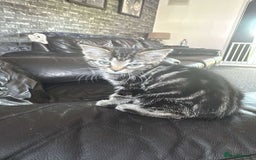 Domestic Shorthair cats for sale: 2 Kittens for sale ready now - Image 2