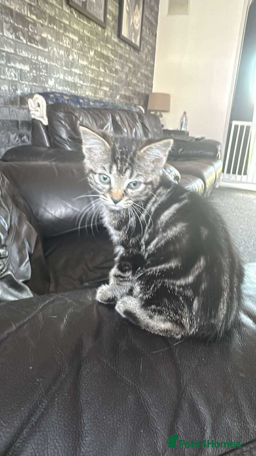 Domestic Shorthair cats for sale: 2 Kittens for sale ready now - Image 2