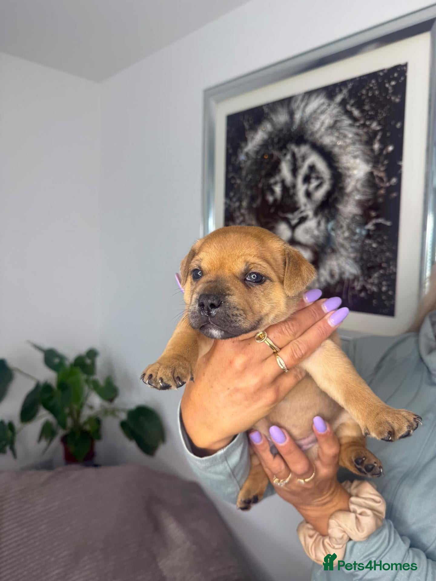 Staffordshire Bull Terrier dogs Red Staffordshire bull Terrier male  - Advert 1