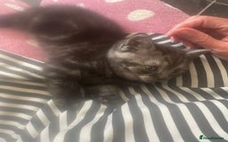 British Shorthair cats for sale: Pedigree British shorthair kittens for sale  - Image 18