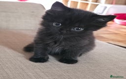British Longhair cats for sale: 1 Male and 1 Female British Longhair cross kittens - Image 3