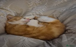 Domestic Shorthair cats for sale: Ginger male cat for rehoming  - Advert 5